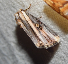 Anedhella rectiradiata