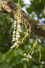 Dendrobium polyanthum