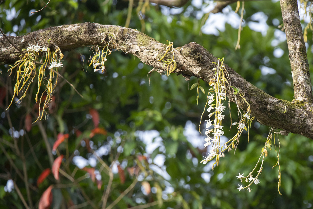 Dendrobium polyanthum; photograph (c) Kristof Zyskowski, some rights reserved (CC BY)