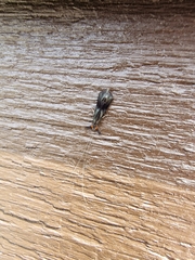 Mystacides azureus