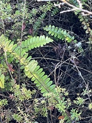 Nephrolepis flexuosa