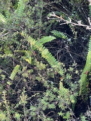 Nephrolepis flexuosa