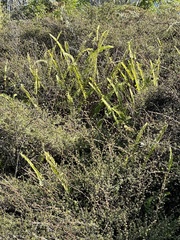 Nephrolepis flexuosa