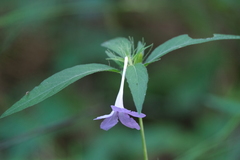 Ruellia pedunculata