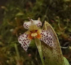 Masdevallia picturata