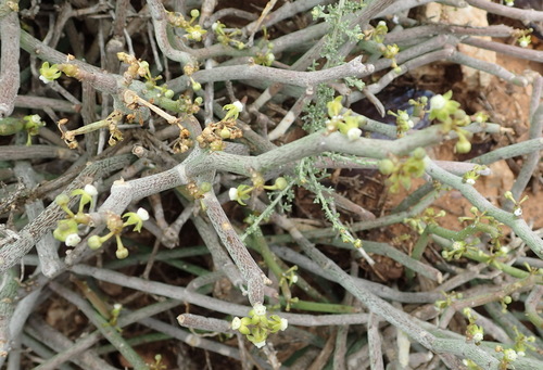 Image of Cynanchum gerrardii by (c) Nicola van Berkel, some rights reserved (CC BY-SA)