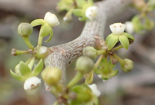 Image of Cynanchum gerrardii by (c) Nicola van Berkel, some rights reserved (CC BY-SA)