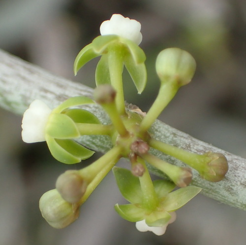 Image of Cynanchum gerrardii by (c) Nicola van Berkel, some rights reserved (CC BY-SA)