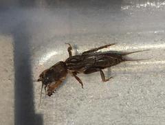Neocurtilla