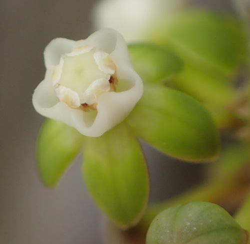 Image of Cynanchum gerrardii by (c) Nicola van Berkel, some rights reserved (CC BY-SA)