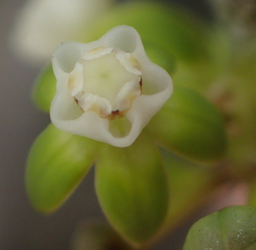 Image of Cynanchum gerrardii by (c) Nicola van Berkel, some rights reserved (CC BY-SA)