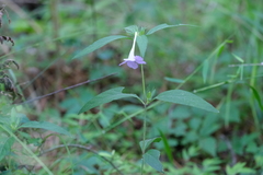 Ruellia pedunculata