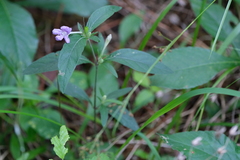 Ruellia pedunculata