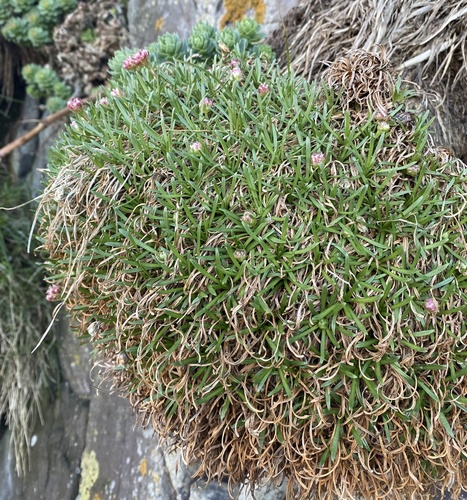 klinčekotvaré (Caryophyllales)