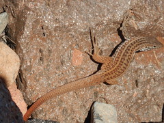 Aspidoscelis maximus