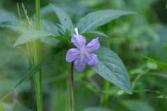 Ruellia pedunculata