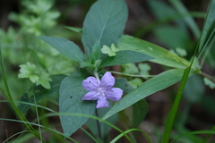 Ruellia pedunculata