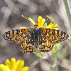 Euphydryas anicia wecoeut