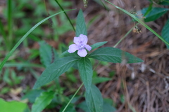 Ruellia pedunculata