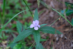 Ruellia pedunculata