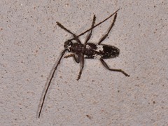 Enaphalodes taeniatus