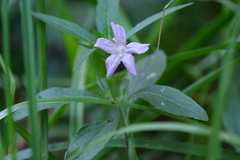 Ruellia pedunculata