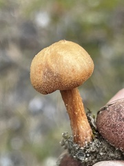 Laccaria nobilis