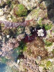 Paracentrotus lividus