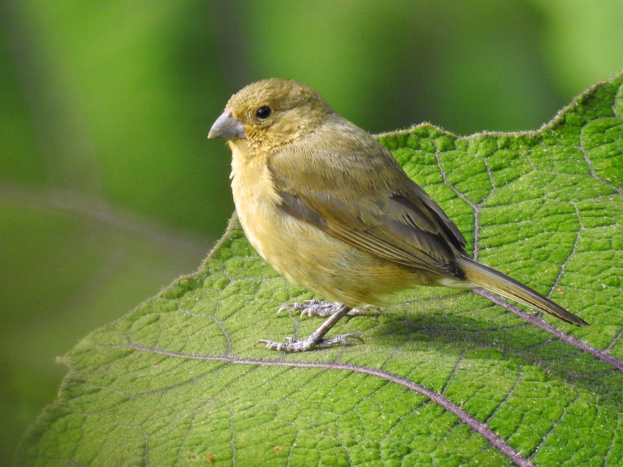 Yellow-bellied Seedeater illustration