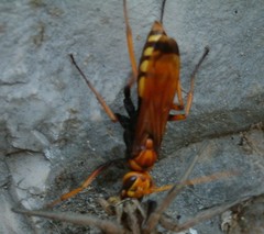 Cryptocheilus annulatus