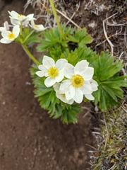 Anemonastrum villosissimum