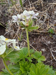 Anemonastrum villosissimum
