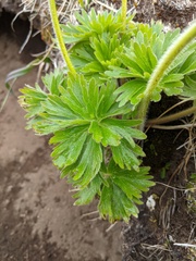 Anemonastrum villosissimum