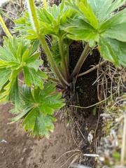 Anemonastrum villosissimum