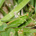 Calephorops viridis - Photo (c) Lek Khauv, μερικά δικαιώματα διατηρούνται (CC BY), uploaded by Lek Khauv
