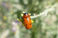 Tituboea sexmaculata