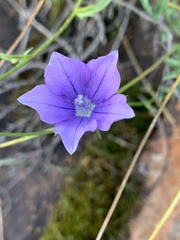 Wahlenbergia cuspidata