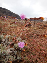 Cistanthe guadalupensis