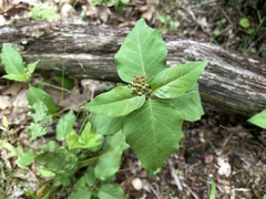 Asclepias quadrifolia