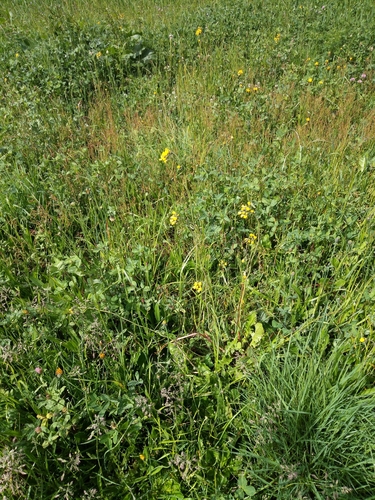 Yellow Devil Hawkweed (Pilosella glomerata)