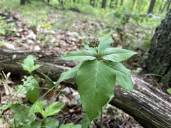 Asclepias quadrifolia