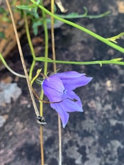 Wahlenbergia cuspidata