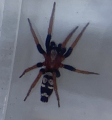 Poecilochroa variana