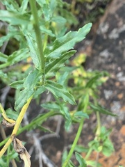 Wahlenbergia cuspidata