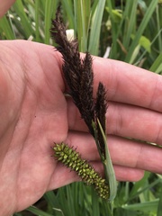 Carex acutiformis