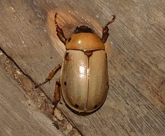 Pelidnota costaricensis