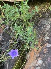 Wahlenbergia cuspidata