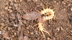 Hottentotta hottentotta