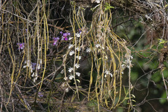 Dendrobium polyanthum