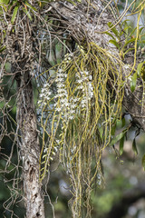 Dendrobium polyanthum